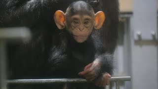 耳でかエレンとミコと息子コースケ　旭山動物園　チンパンジー　202410