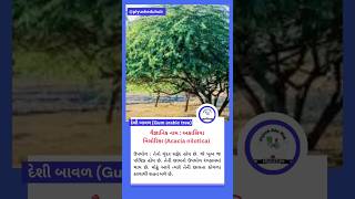 દેશી બાવળ | Gum arabic tree #shorts #youtubeshorts