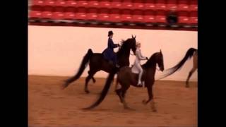 Beautiful American Saddlebred for Your Consideration