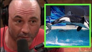 Joe Rogan on Sea World Mistreating Orca Whales