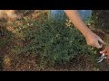 how to prune back winter jasmine