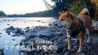 柴犬ナラとボウ川沿いのキャンプ場で過ごす朝｜4K｜Morning with Nara, a Shiba Inu, at a campsite along the Bow River