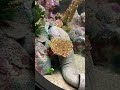 澎湖水族館，鯙科 moray eel shorts 澎湖水族館 澎湖旅遊