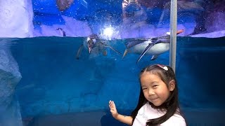 เด็กจิ๋ว@Sea Life Bangkok ตอน8 แมงกะพรุน เพนกวินแห่งโลกน้ำแข็ง [N'Prim W273]