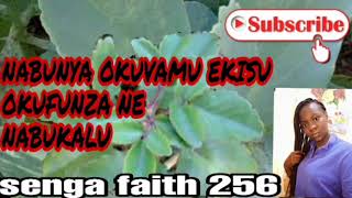 EKYIYONDO EKYERU KYILEETA AGEMUUGA NO OKUFUNZA NABUNYA | senga faith 256