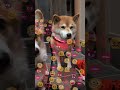 待たされる犬 柴犬スティーブ