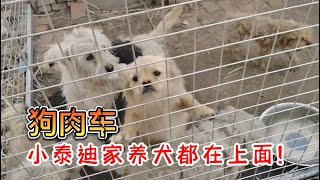 狗肉车上都是家养犬，小泰迪也没逃脱要 被送上餐桌的命运！