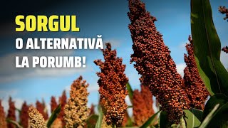 O alternativă la porumb - cultivi sorg cu Axereal și îți vor cumpără producția!