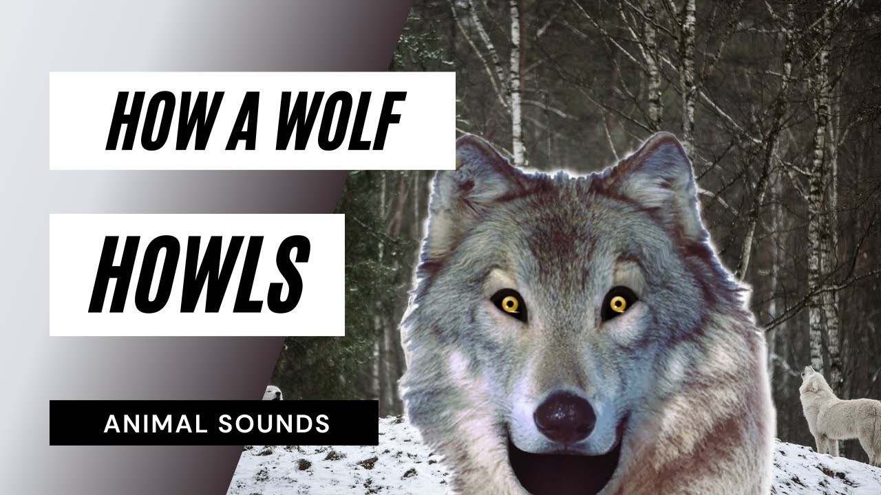 The Animal Sounds: How A Wolf Howls / Sound Effect / Animation - YouTube