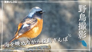 春の訪れとともに海岸を巡る《野鳥撮影vlog》｜カワセミ、ジョウビタキ、コサギ、ユリカモメetc