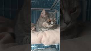 呦呵，不开心嘛？王子猫#猫咪 #猫猫 #小动物 #小动物们能有多治愈