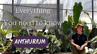 Everything you need to know about anthurium EP. 2