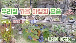 가을을 맞은 우리집 야생화의 이쁜 모습들 - 뜰안에 야생화 -