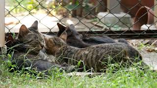 ちょろしま子猫やごろ黒子猫、お乳もらって kitten and mother 【4K】