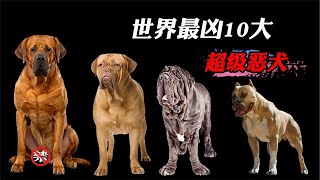 世界最凶10大恶犬，比特犬都差远了，罗威纳就是小打小闹！