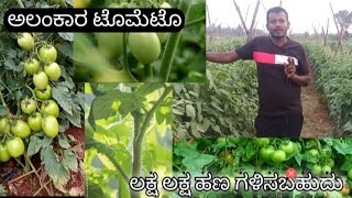 ಅಲಂಕಾರ ಟೊಮೆಟೊ || alankaar tomato🍅🍅 ||more yeild || information || kannada || #tomato #farming