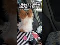 ママがいなくなったー。 チワワ 犬 ゴールデンウィーク cute shorts short