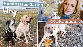 Bester Kausnack für Hunde 👍 | Labrador \u0026 Welpe Dreamteam aufgrund Altersabstand? | Babyupdate | VLOG