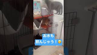 兄猫のテリトリーで好き放題する弟猫に怒るロシアンブルー #ロシアンブルー #ソマリ #猫の多頭飼い