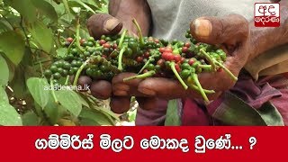 ගම්මිරිස් මිලට මොකද වුණේ... ?