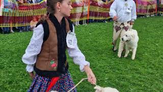 Wystawa Owczarków Podhalańskich w Zakopanem.Autor:Tomasz Krzyściak 53FESTIWAL FOLKLORU ZIEM GÓRSKICH