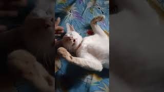 ശുഭ നിദ്ര സുഖ നിദ്ര good night Cute cat funny sleeping video😀😂😂#shorts #cat #funny #sleep #pets