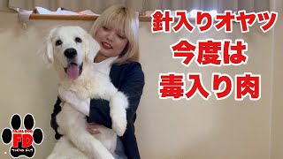 【大型犬５匹】針入りオヤツの次はドッグランに毒入り肉！英国ゴールデンレトリバー子犬