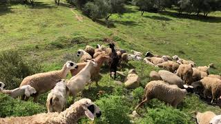 Biker girls over run by sheep herd