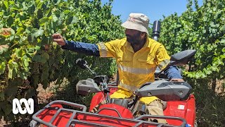 YouTuber and farmer Mintu Brar connects Punjabi community with rural Australia | ABC Australia