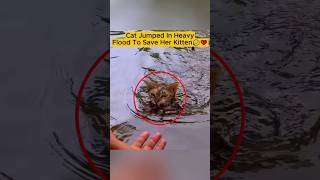 Brave Mama Cat Risks his Life to Save her Drowning Kitten 😥 #shorts #cat #rescue