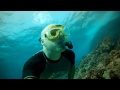 free diving halona cove oahu watch in 720p