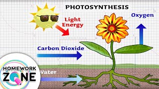 HOMEWORK ZONE - Photosynthesis