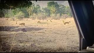 wild dog in melghat jungle safari..