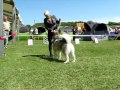 alaskan malamute kasaan s fortune n fame lindsay komárom dogshow