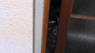 隣の部屋から覗いてくるかわいい仔猫　Cute kitten to come excluded from the next room