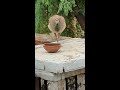 beautiful peacock drinking water