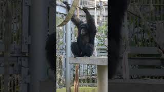 指春■⑥チンパンジー・ギンくん・沖縄こどもの国・・・Chimpanzee ・Okinawa Zoo \u0026 Museum(20230308)