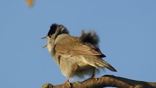 Mönchsgrasmücke singt im Wind. Eifel / Dohr 22.4.2015