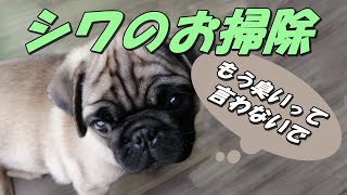 【パグ】シワが臭いので拭きます