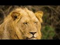 4k african wildlife kakum national park scenic wildlife film with real sounds