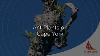 Ant Plants on Cape York