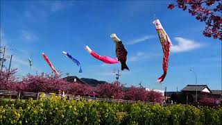 「免々田川菜の花桜まつり」からと「菜の花ガーデン」の紹介