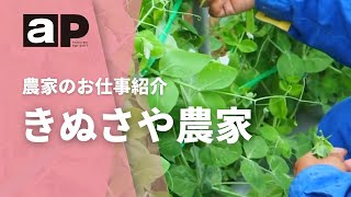 【アグリポート】農家のお仕事　きぬさやの収穫