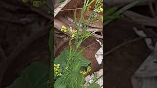 കടുക് ചെടി /Mustard plant