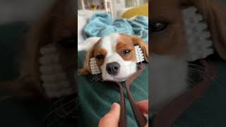 Pampering this cute little Cavalier King Charles spaniel