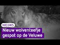 Nieuw wolventeefje gespot op de Veluwe