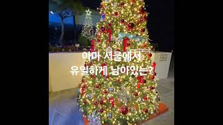 크리스마스트리 🎄 를 1년 내내 봤으면.. 1월 23일에 본 크리스마스 트리. #크리스마스 #크리스마스트리