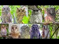 കാലൻകോഴിയും 10 ഇനം മൂങ്ങകളുടെയും കൗതുകം മുള്ള ശബ്ദം. The sound of 10 owls call