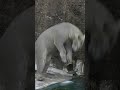 ための長～いドボンするホウちゃん polarbear 天王寺動園 ホウちゃん