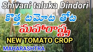 MAHARASHTRA NEW TOMATO CROP SHIVANI TALUK మహారాష్ట్ర కొత్త టొమాటో పంట శివాని తాలూకా